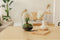 Growing Concepts DIY Duurzaam Ecosysteem Egg Large - Planten - Ficus Ginseng - H30xØ18cm
