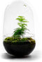Growing Concepts DIY Duurzaam Ecosysteem Egg Medium - Planten - Ficus Ginseng - H25xØ12cm