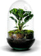 Growing Concepts DIY Duurzaam Ecosysteem Egg Medium - Planten - Ficus Ginseng - H25xØ12cm