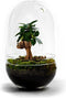 Growing Concepts DIY Duurzaam Ecosysteem Egg Medium - Planten - Ficus Ginseng - H25xØ12cm