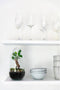 Growing Concepts DIY Duurzaam Ecosysteem Egg Medium - Planten - Ficus Ginseng - H25xØ12cm
