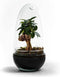 Growing Concepts DIY Duurzaam Ecosysteem Egg Medium - Planten - Ficus Ginseng - H25xØ12cm