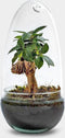 Growing Concepts DIY Duurzaam Ecosysteem Egg Medium - Planten - Ficus Ginseng - H25xØ12cm