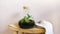 Growing Concepts DIY Duurzaam Ecosysteem Erlenmeyer met Kurk Medium - Planten - Botanische Mix - H26xØ22cm