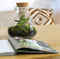 Growing Concepts DIY Duurzaam Ecosysteem Erlenmeyer met Kurk Medium - Planten - Botanische Mix - H26xØ22cm