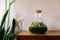 Growing Concepts DIY Duurzaam Ecosysteem Erlenmeyer met Kurk Medium - Planten - Botanische Mix - H26xØ22cm