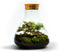 Growing Concepts DIY Duurzaam Ecosysteem Erlenmeyer met Kurk Medium - Planten - Botanische Mix - H26xØ22cm