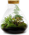 Growing Concepts DIY Duurzaam Ecosysteem Erlenmeyer met Kurk Medium - Planten - Botanische Mix - H26xØ22cm