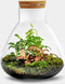 Growing Concepts DIY Duurzaam Ecosysteem Erlenmeyer met Kurk Medium - Planten - Botanische Mix - H26xØ22cm
