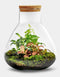 Growing Concepts DIY Duurzaam Ecosysteem Erlenmeyer met Kurk Medium - Planten - Botanische Mix - H26xØ22cm