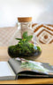 Growing Concepts DIY Duurzaam Ecosysteem Erlenmeyer met Kurk Medium - Planten - Botanische Mix - H26xØ22cm
