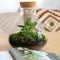 Growing Concepts DIY Duurzaam Ecosysteem Erlenmeyer met Kurk Medium - Planten - Botanische Mix - H26xØ22cm