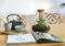 Growing Concepts DIY Duurzaam Ecosysteem Erlenmeyer met Kurk Medium - Planten - Botanische Mix - H26xØ22cm