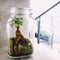 Growing Concepts DIY Duurzaam Ecosysteem Weckpot 5L - Planten - Ficus Ginseng - H28xØ18cm