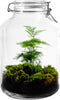 Growing Concepts DIY Duurzaam Ecosysteem Weckpot 5L - Planten - Ficus Ginseng - H28xØ18cm