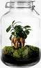 Growing Concepts DIY Duurzaam Ecosysteem Weckpot 5L - Planten - Ficus Ginseng - H28xØ18cm