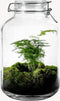 Growing Concepts DIY Duurzaam Ecosysteem Weckpot 5L - Planten - Ficus Ginseng - H28xØ18cm
