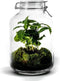 Growing Concepts DIY Duurzaam Ecosysteem Weckpot 5L - Planten - Ficus Ginseng - H28xØ18cm