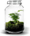 Growing Concepts DIY Duurzaam Ecosysteem Weckpot 5L - Planten - Ficus Ginseng - H28xØ18cm