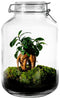 Growing Concepts DIY Duurzaam Ecosysteem Weckpot 5L - Planten - Ficus Ginseng - H28xØ18cm