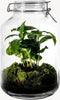 Growing Concepts DIY Duurzaam Ecosysteem Weckpot 5L - Planten - Ficus Ginseng - H28xØ18cm