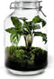 Growing Concepts DIY Duurzaam Ecosysteem Weckpot 5L - Planten - Ficus Ginseng - H28xØ18cm
