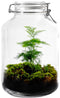 Growing Concepts DIY Duurzaam Ecosysteem Weckpot 5L - Planten - Ficus Ginseng - H28xØ18cm