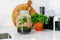 Growing Concepts DIY Duurzaam Ecosysteem Weckpot 5L - Planten - Ficus Ginseng - H28xØ18cm