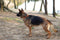 Hondenhalsband Dingo 14758 Oranje 37 cm 61 cm