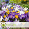 Plant in a Box - Crocus Large Flowering Mix - Bloembollen x30 - Krokus - Paars / Geel