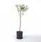 Plant in a Box - Pyrus communis 'Conference' perenboom - Fruitboom - Pot 21cm - Hoogte 90-100cm