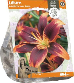 Lilium Asiatic Forever Susan (Sp) per 1