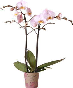 Kolibri Orchids | roze Phalaenopsis orchidee -Mineral Kikion - potmaat Ø12cm | bloeiende kamerplant - vers van de kweker
