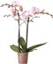 Kolibri Orchids | roze Phalaenopsis orchidee -Mineral Kikion - potmaat Ø12cm | bloeiende kamerplant - vers van de kweker