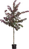 Judasboom 'Forest Pansy' hoogstam | Cercis canadensis 'Forest Pansy' 6-10 cm | Bomenbezorgd.nl