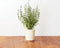 Thyme Refill voor Smart Herb Garden (3-pack)