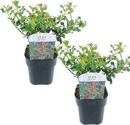 Plant in a Box - Ilex Alaska - Set van 2 - Groenblijvende tuinplant - kleur uw herfst- en wintertuin - Pot 17cm - Hoogte 25-35cm