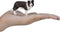Mojo Farmland Border Collie - 387203