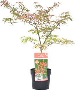 Plant in a Box - Acer palmatum 'Shirazz' - Japanse Esdoorn - Winterhard - Tuinplant - Pot 19cm - Hoogte 50-60cm
