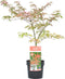 Plant in a Box - Acer palmatum 'Shirazz' - Japanse Esdoorn - Winterhard - Tuinplant - Pot 19cm - Hoogte 50-60cm