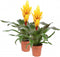 Kamerplant - Vriesea Intenso Yellow double