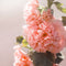 Plant in a Box - Alcea Rosea Peaches 'N Dreams - Set van 6 - Stokroos - Wortelstokken - Zomerbloeiende plant