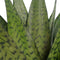Sansevieria Zeylanica ↨ 35cm - hoge kwaliteit planten