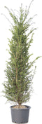 2 stuks! Taxushaag 160 cm Taxus baccata 170 cm
