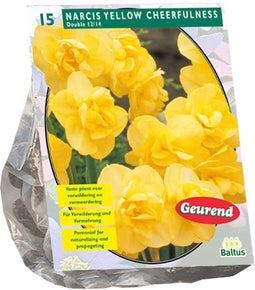 Narcis Yellow Cheerfulness per 15