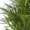 Areca palm ↨ 100cm - hoge kwaliteit planten
