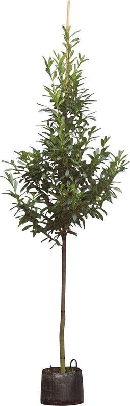 Laurierkers hoogstam 400 cm | Prunus laurocerasus 14-18 cm | Bomenbezorgd.nl