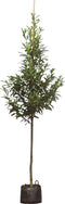 Laurierkers hoogstam 400 cm | Prunus laurocerasus 14-18 cm | Bomenbezorgd.nl