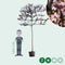 Sierpruim als leiboom Prunus cerasifera Nigra h 300 cm st. omtrek 6...