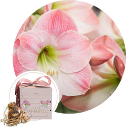Plant in a Box - Amaryllis - Hippeastrum 'Gift box' - Bloembol - Roze bloemen